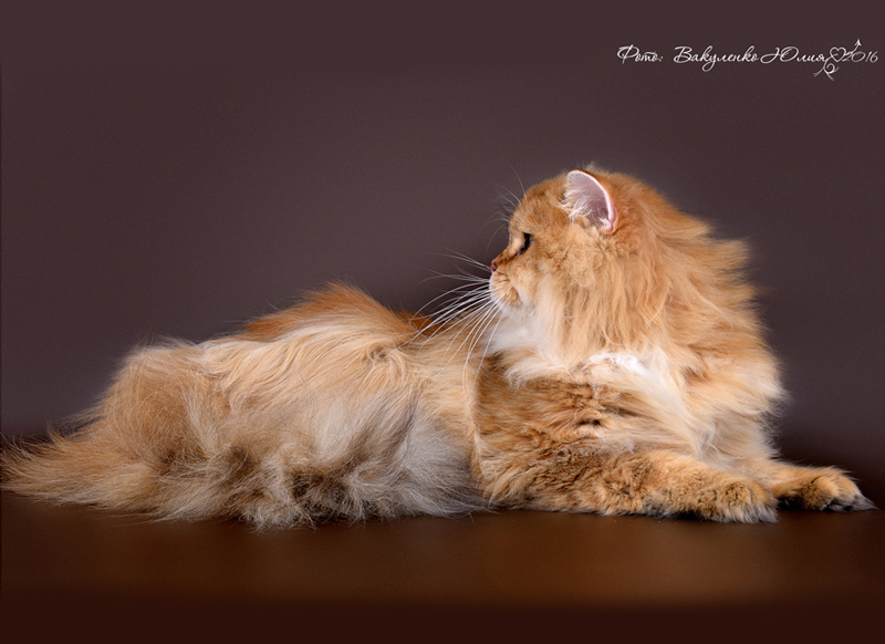 Simba-w2-slaider.jpg