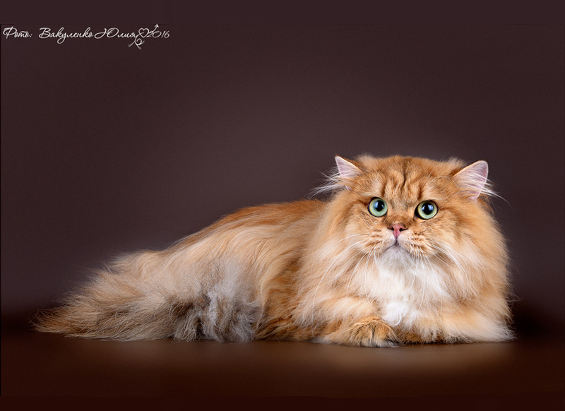Simba-w5-slaider.jpg