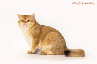 img-goldy-w41-min.jpg