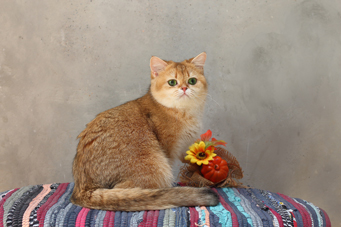 img-goldenberry-w12-min.jpg