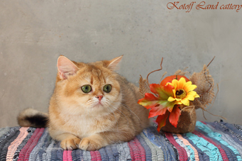 img-goldenberry-w14-min.jpg