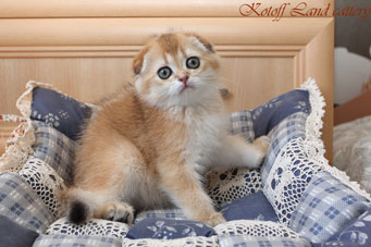 img-rassveta-w10-min.jpg