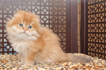 img-sahara-w4min.jpg
