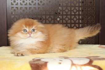 img-sahara-w8min.jpg