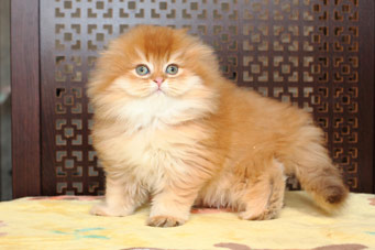 img-sahara-w9min.jpg