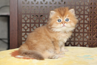 img-sweet_baton-w1min.jpg