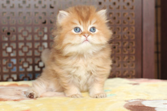 img-sweet_baton-w2min.jpg