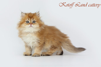 img-shalfey-w4min.jpg