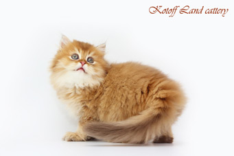 img-sweet_baton-w4min.jpg