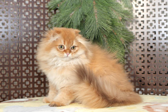 img-sahara-w14min.jpg