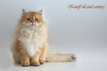 img-shalfey-w5min.jpg