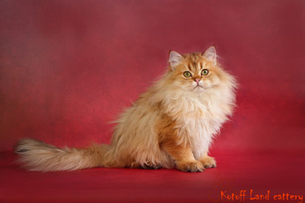 img-shalfey-w6min.jpg