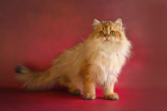 img-shalfey-w7-min.jpg