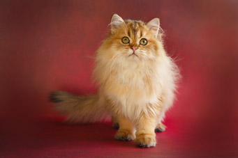 img-shalfey-w8-min.jpg