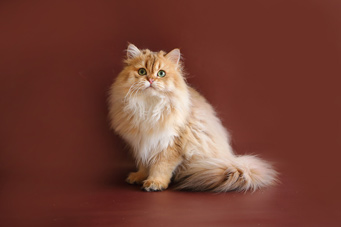 img-shalfey-w10-min.jpg