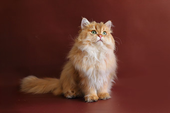 img-shalfey-w9-min.jpg