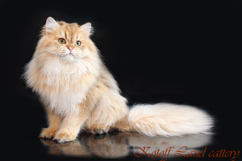 img-shalfey-w11-min.jpg