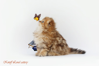 img-wally-w2-min.jpg