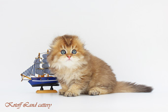 img-Wildberry-w3-min.jpg