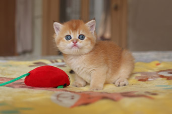 img-xzana-w1-min.jpg