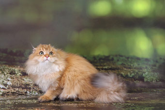 img-Wildberry-w7-min.jpg