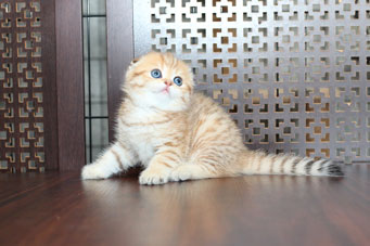 img-dina-w1-min.jpg